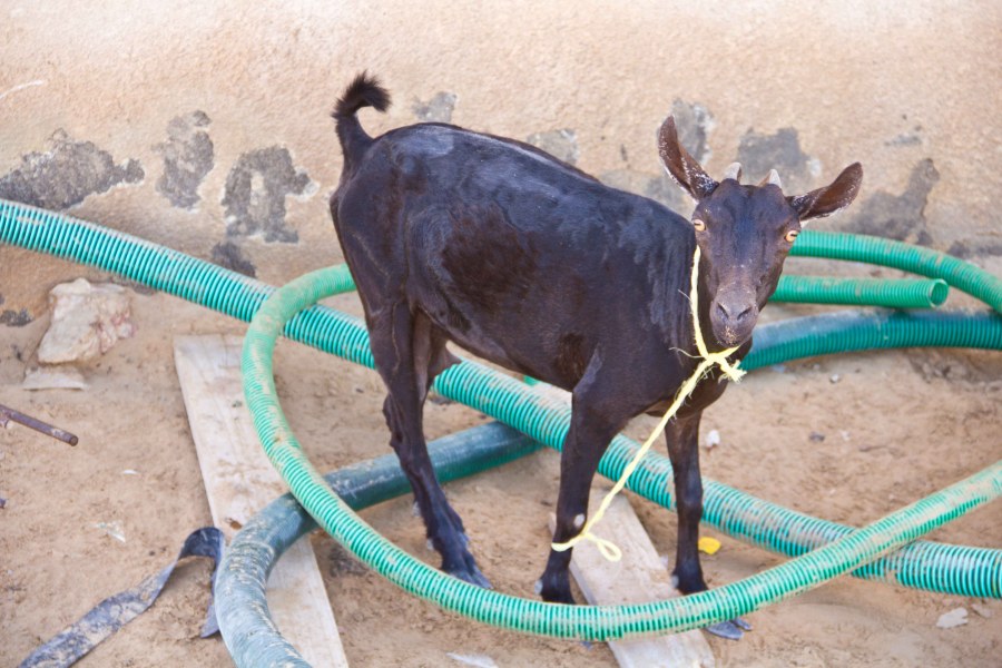 artgerechte Haltung?