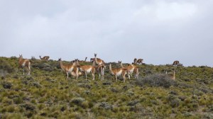 Guanacos am Straßenrand