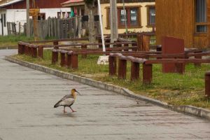 Ibis auf der Straße