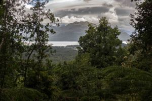 Nichts als Regenwald